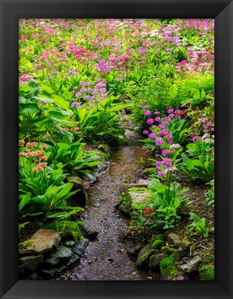 Framed Boggy Quarry Garden With Giant Candelabra Primroses, Primula X Bulleesiana Hybrid Print