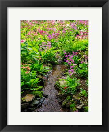 Framed Boggy Quarry Garden With Giant Candelabra Primroses, Primula X Bulleesiana Hybrid Print