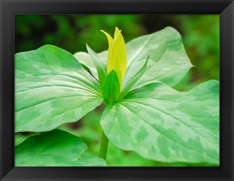 Framed Delaware, A Yellow Trillium, Trillium Erectum, T, Luteum, Growing In A Wildflower Garden Print