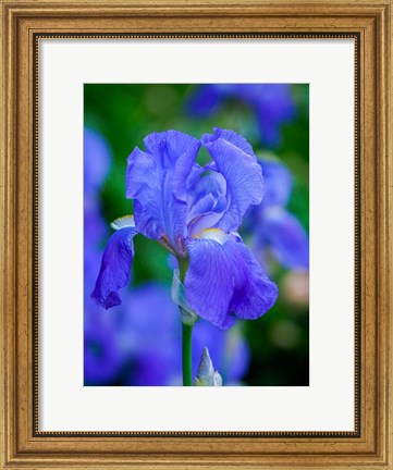 Framed Delaware, Close-Up Of A Blue Bearded Iris Print