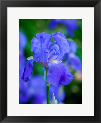 Framed Delaware, Close-Up Of A Blue Bearded Iris Print