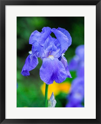 Framed Delaware, Close-Up Of A Blue Bearded Iris Print