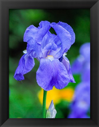 Framed Delaware, Close-Up Of A Blue Bearded Iris Print