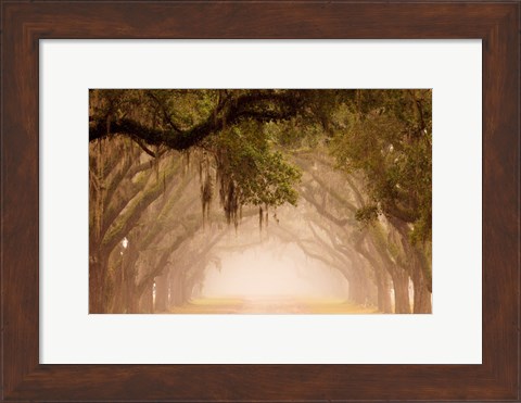 Framed Georgia, Savannah, Wormsloe Plantation Drive In The Early Morning Fog Print