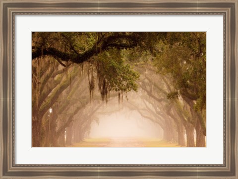 Framed Georgia, Savannah, Wormsloe Plantation Drive In The Early Morning Fog Print