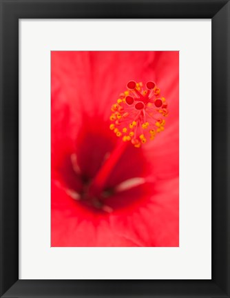 Framed Hawaii, Kauai, Detail Of Hibiscus Flower Print