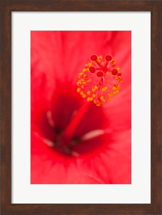 Framed Hawaii, Kauai, Detail Of Hibiscus Flower Print