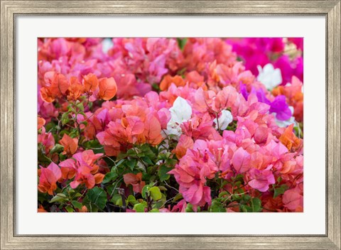 Framed Bougainvillea Flowering, Kihei, Maui, Hawaii Print