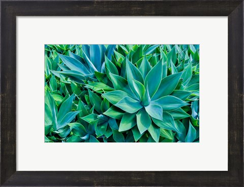 Framed Agave Kula Botanical Gardens, Upcountry, Maui, Hawaii Print