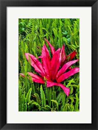 Framed Tea Plant And Ferns, Kula Botanical Gardens, Upcountry, Maui, Hawaii Print