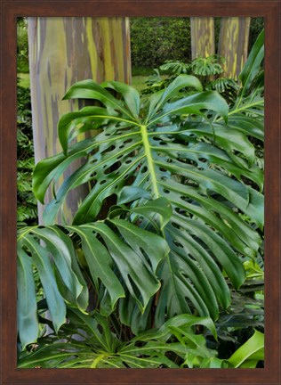 Framed Split Leaf Philodendron And Rainbow Eucalyptus Tree, Kula Botanical Gardens, Maui, Hawaii Print