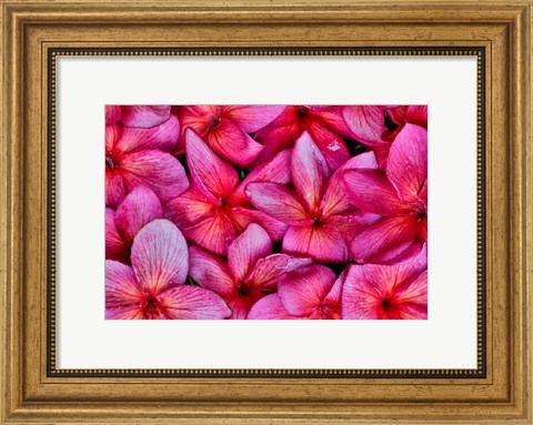 Framed Plumeria Flower Grouping, Maui, Hawaii Print