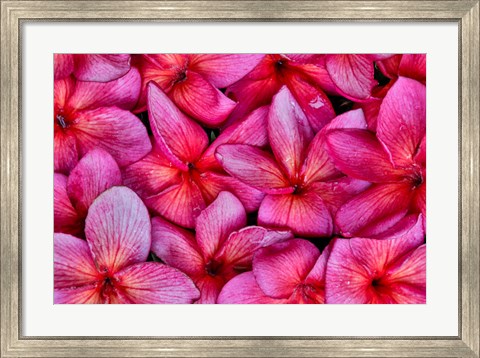 Framed Plumeria Flower Grouping, Maui, Hawaii Print