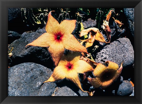 Framed Starfish Flowers, Hawaii Print