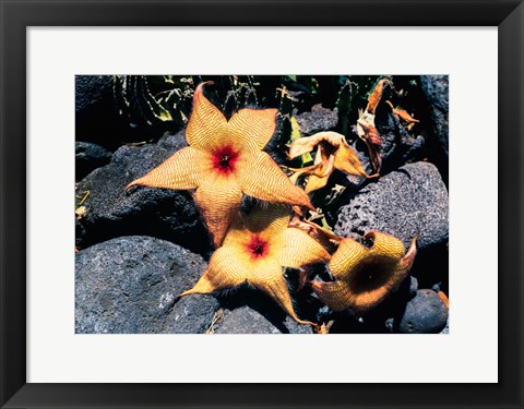 Framed Starfish Flowers, Hawaii Print