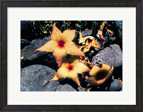 Framed Starfish Flowers, Hawaii Print