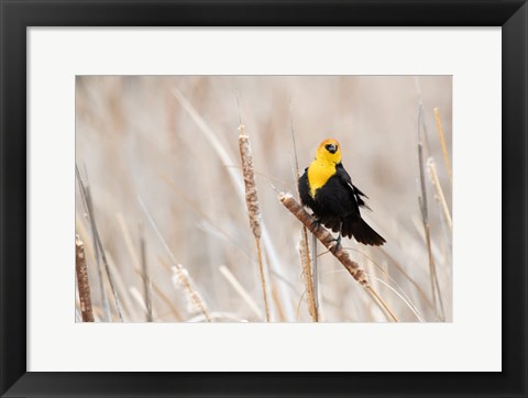 Framed Idaho, Market Lake Wildlife Management Area, Yellow-Headed Blackbird On Cattail Print