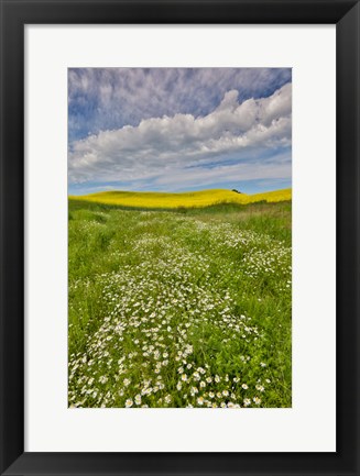 Framed Large Field Of Canola On The Washington State And Idaho Border Near Estes, Idaho Print