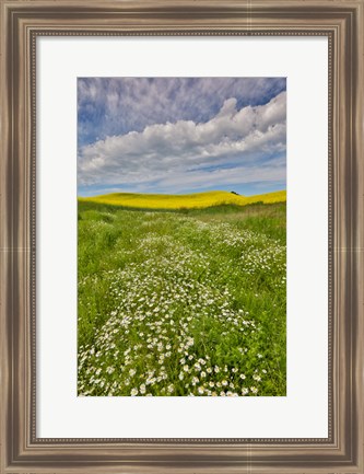 Framed Large Field Of Canola On The Washington State And Idaho Border Near Estes, Idaho Print