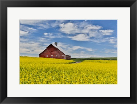 Framed Red Barn In Canola Field Near Genesee, Idaho, Print