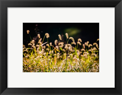 Framed Backlit Grass Seedhead Print