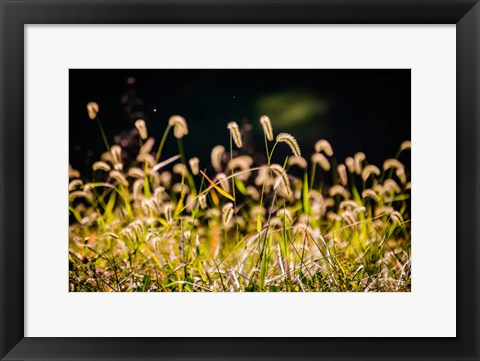 Framed Backlit Grass Seedhead Print