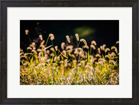 Framed Backlit Grass Seedhead Print