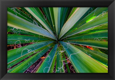 Framed Close-Up Of Yucca Plant Leaves Print