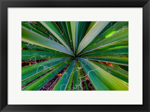 Framed Close-Up Of Yucca Plant Leaves Print