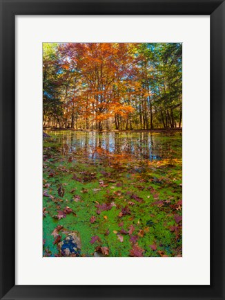 Framed Fall Foliage Reflection In Lake Water Print