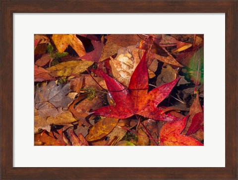 Framed Fall Foliage Print