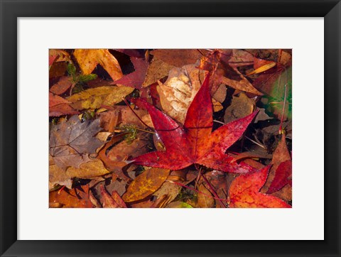 Framed Fall Foliage Print