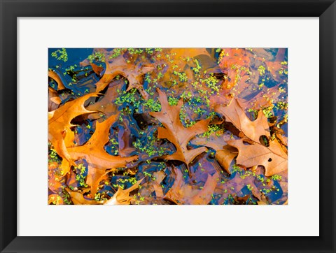 Framed Fallen Fall Foliage In Pond Among Aquatic Plants Print