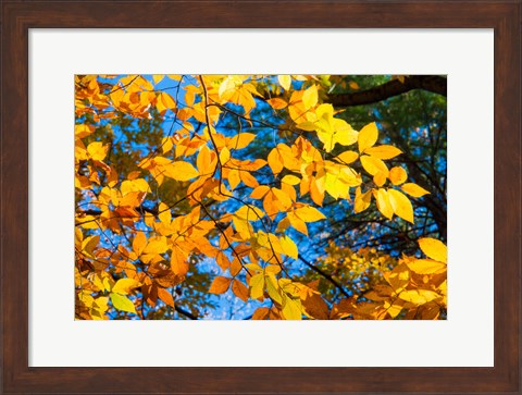 Framed Sunlight Filtering Through Colorful Fall Foliage 1 Print