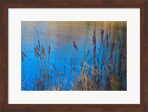 Framed Cattails At Edge Of Lake Print