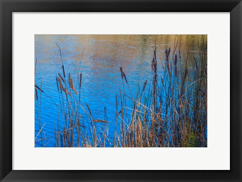 Framed Cattails At Edge Of Lake Print