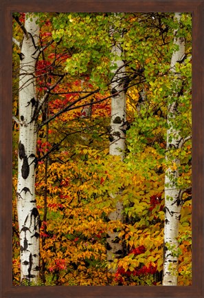 Framed Fall Color On The Keweenaw Peninsula, Michigan Print