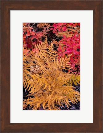 Framed Autumn Ferns And Ground Cover, Glacier National Park, Montana Print