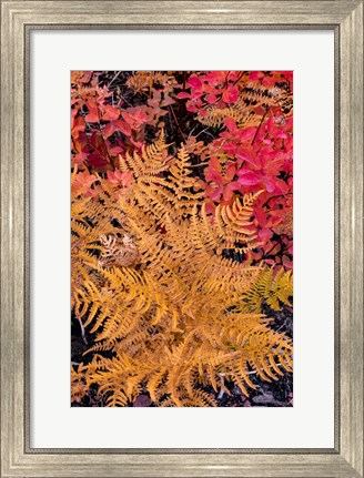 Framed Autumn Ferns And Ground Cover, Glacier National Park, Montana Print