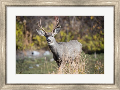 Framed Mule Deer Buck At National Bison Range, Montana Print