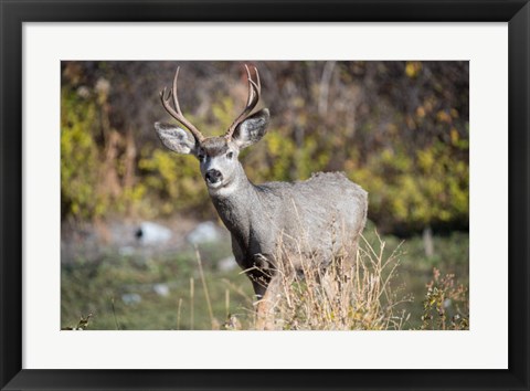 Framed Mule Deer Buck At National Bison Range, Montana Print