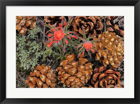 Framed Indian Paintbrush And Pine Cones In Great Basin National Park, Nevada Print