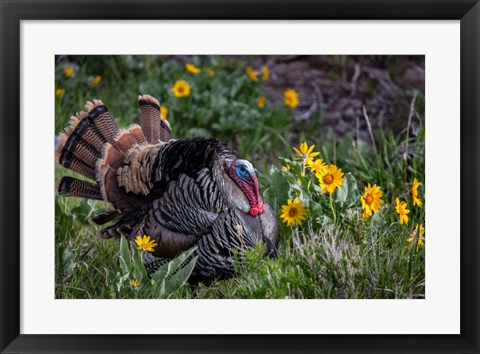 Framed Tom Turkey In Breeding Plumage In Great Basin National Park, Nevada Print