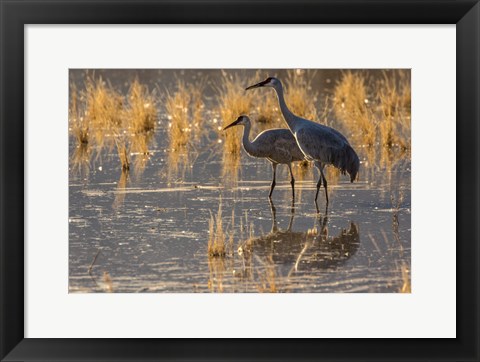 Framed Sandhill Cranes In Water Print