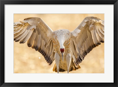 Framed Close-Up Of Sandhill Crane Landing Print