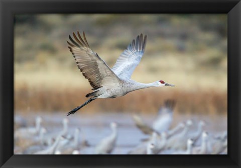 Framed Sandhill Crane Flying Print