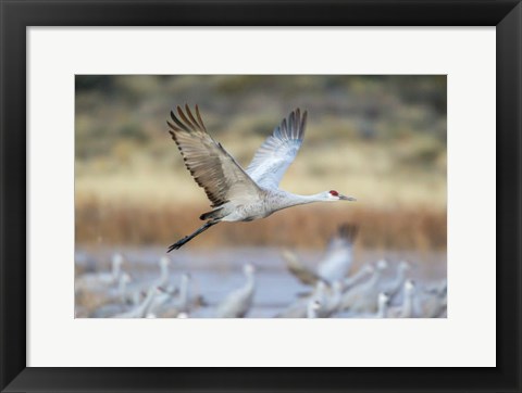 Framed Sandhill Crane Flying Print