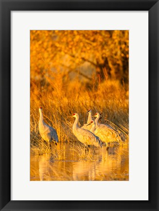 Framed Sandhill Cranes In Water At Sunrise Print