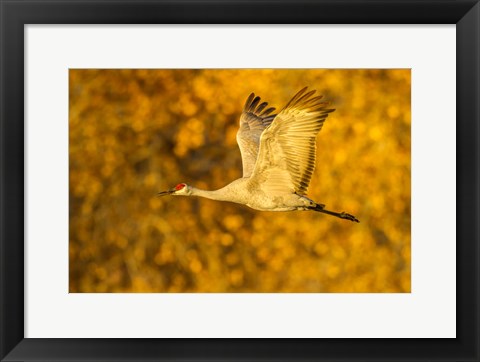 Framed Sandhill Crane Flying Print