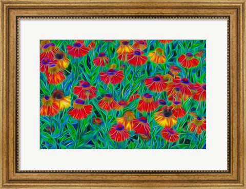 Framed Oregon, Coos Bay, Abstract Of Helenium Flowers In Garden Print